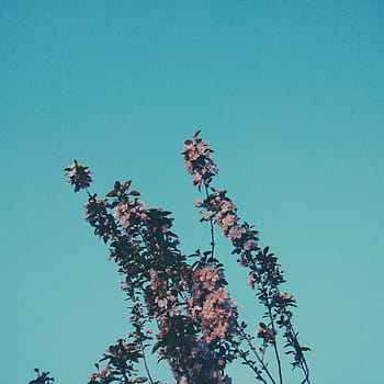 vue de la plante, blanc, marron, fleurs, la nature, bleu, faible angle de vue, arbre, ciel clair, journée, personne