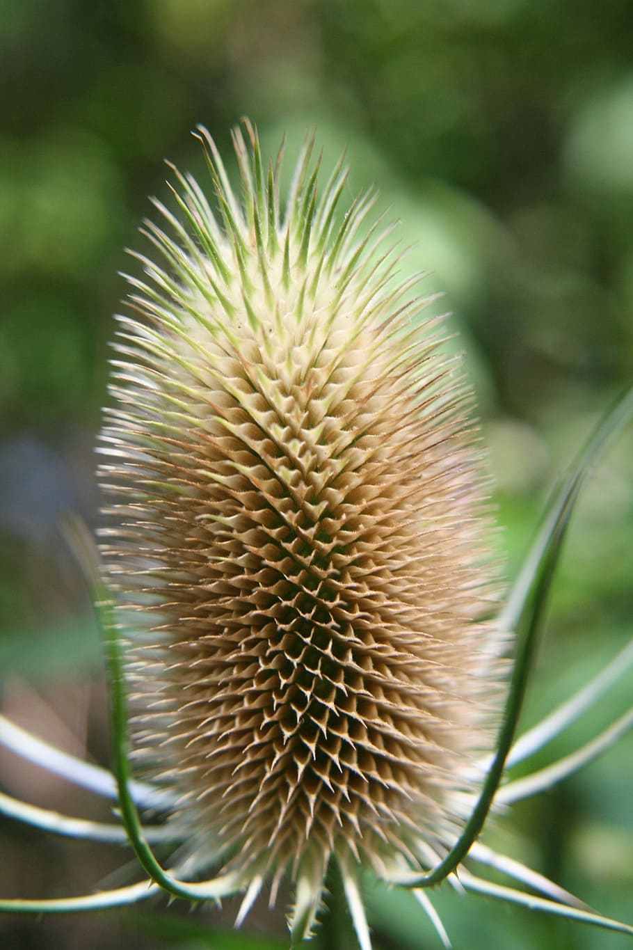 teasels, dipsacus, prickly, summer, autumn, seed, plant, nature, spiny, weed, dried