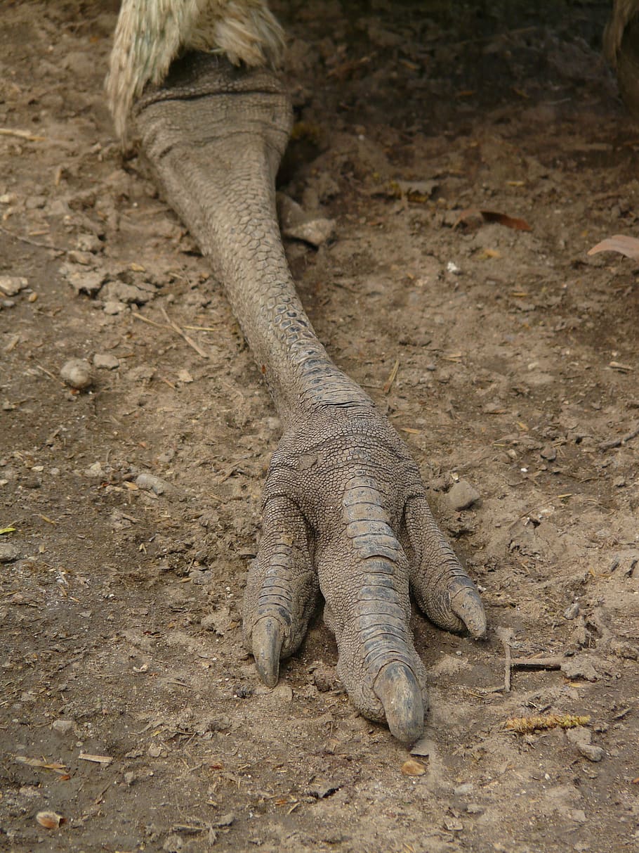 emu, kaki, cakar, burung, hewan, dromaiidae, dromaius, laufvogel yang tidak dapat terbang, struthioniformes, burung yang tidak dapat terbang, emu besar