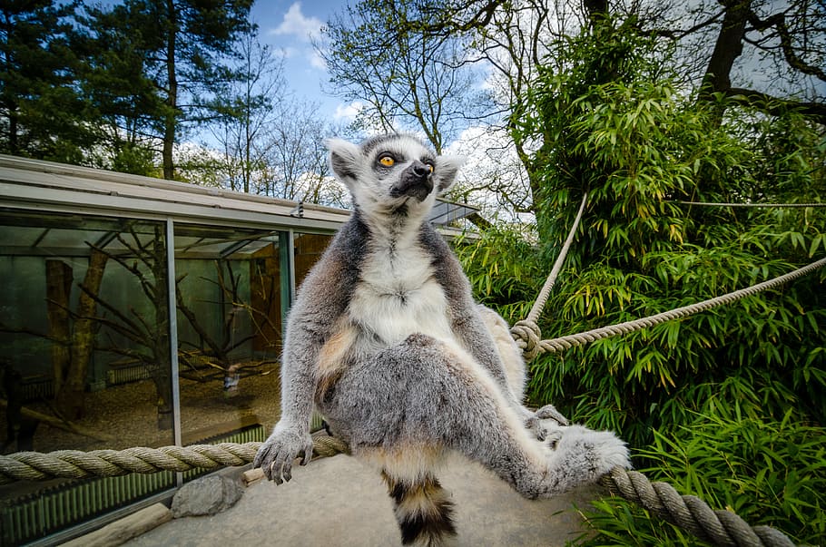bílá a šedá lemur, Lemur sedí na skále, zoo, Lemur v zoo, lemur se žlutýma očima, lemur v přirozeném prostředí, Lemur na laně, lemur v lese, Lemur divoká zvěř, Lemur zvíře, Lemur v zajetí