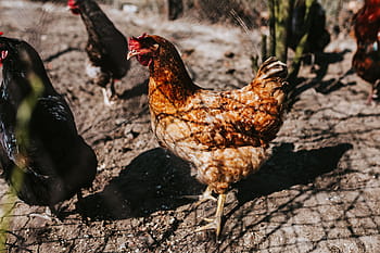 Granja, animales, gallina, pollo, perrera, gallinero, aldea, rural, pájaro, pollo - pájaro, animal