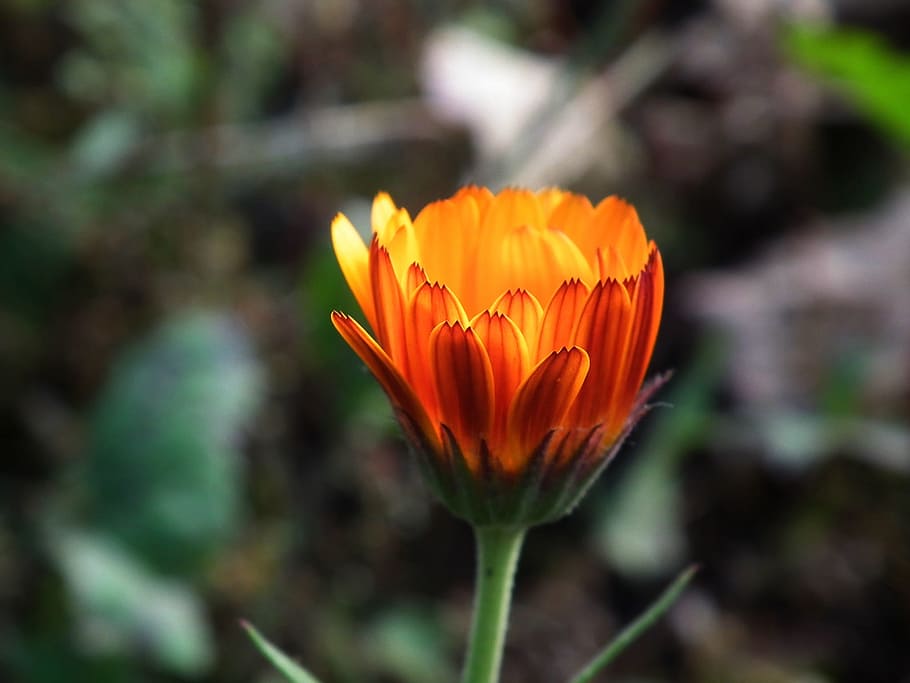 zavřít, fotografie, oranžový, sedmikráska květ, květ, Jasný, zahradní květina, pupen, letní, okrasné rostliny, květiny