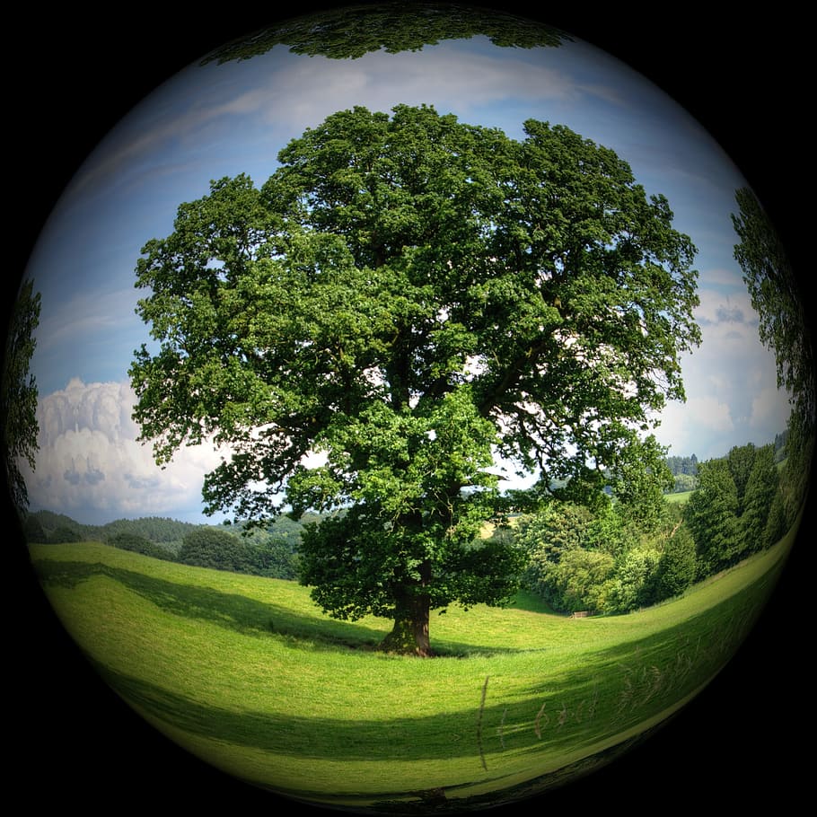 fish-eye photography, trees, Ball, Tree, Nature, Meadow, Sky, nature conservation, environmental protection, studio shot, green color