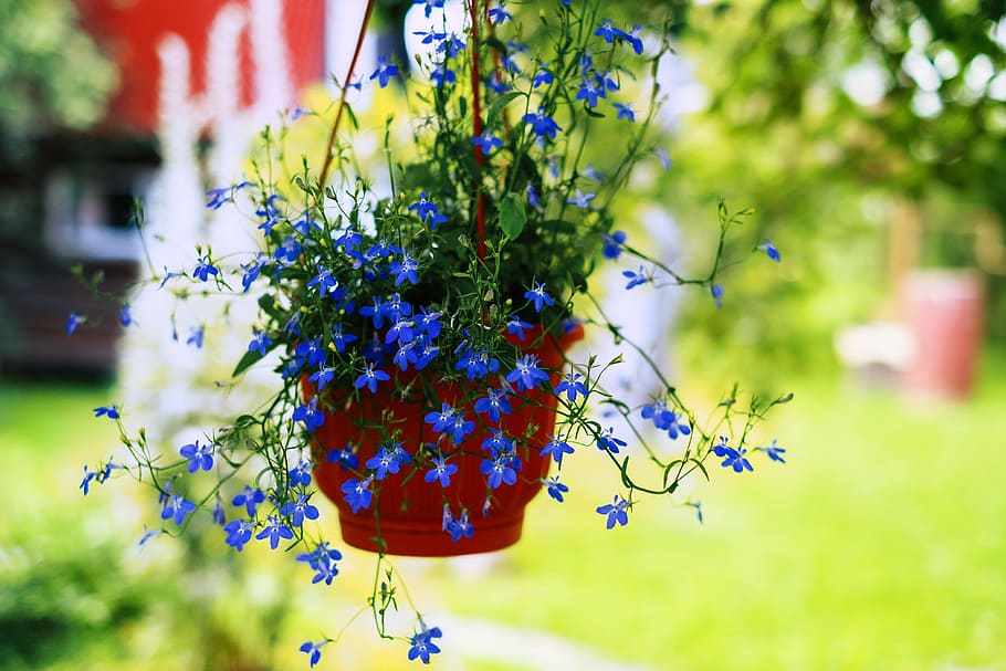 detailní fotografie, závěsný, modrý, lobelia květiny, hnědý, plastový květináč, květiny, Příroda, dacha, hrnec, zelenina
