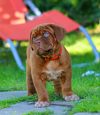 selettivo, foto di messa a fuoco, abbronzatura, cucciolo, erbe, cane, dogue de bordeaux, bordò, mastino, mastino francese