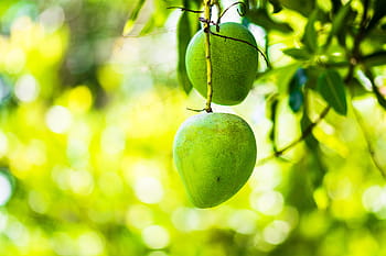 two, green, mangoes, tree, mango, mango tree, fruits, fruit, green mango