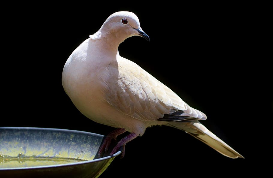 white, pigeon, gray, metal birdbath, Dove, Bird, Feather, Animal, Plumage, wing, city pigeon