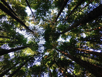 green, tall, wood, trees, nature, forest, woods, sky