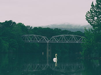 swan, lake, bridge, forest view, green, trees, plant, nature, forest, river, water