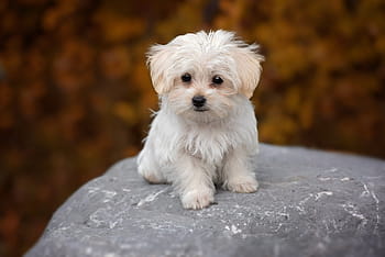 selective, focus photography, long-coated, white, puppy, long, coat, dog, maltese, pet, animal