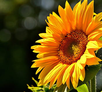 close-up photo, sunflower, sun flower, summer, garden, blossom, bloom, yellow, insect, helianthus, nature