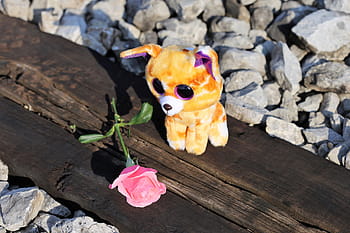 zastavit sebevraždu dětí, smutný kočička na železnici, zastavit teenager sebevraždu, růžová růže, ztratil přítele, železnice, vzpomíná na ty děti, kdo nás opustil příliš brzy, školní stres, zkouška stres, akademického stresu