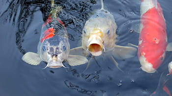 three koi fish, Koi, Koi, Koi Carp, Fish, Pond, Water, koi, fish, pond, carp, swim, garden pond