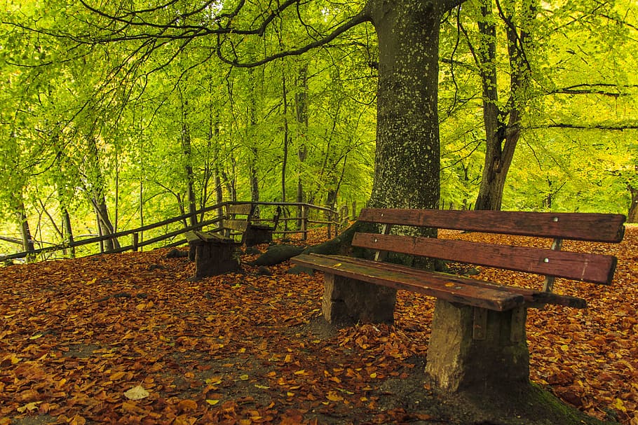 sentiero nel bosco, autunno, foglie d'autunno, foresta d'autunno, lungomare, viale alberato, legno di faggio, colore di caduta, atmosfera, idillio, mistico