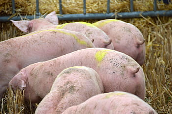 allevamento, Maiale, suino, maialino, mammiferi, azienda agricola, maiali, animali, allevatore, treccia, operazione