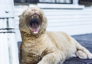 brown, cat opening mouth, white, post, yawning, orange, tabby, cat, daytime, tiger, feline
