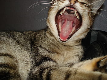 brown, Cat, Yawning, Tired, Pet, Feline, Tabby, striped, kitty, furry, mouth