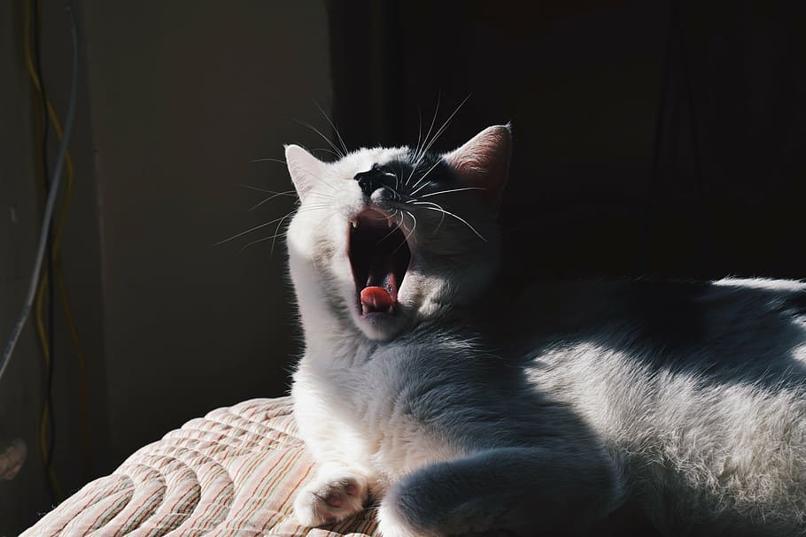 ruská modrá kočka, kočka, zívnutí, pusa, Kočkovitý, hybridní, šedá, odpočinek, kníry, slunce, stín