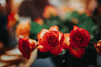 diatur, indah, karangan bunga, Bunga, flora, cantik, pengaturan, alam, mawar - Bunga, merah, tanaman