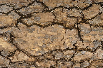 kůra, textura, strom, Pozadí, abstraktní, hnědý, dřevo, trhliny, detailní, přírodní, Příroda