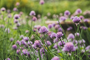 erba cipollina, fiorire, giardino, natura, selvaggio, viola, fioritura, piante, botanico, ingrediant, avvicinamento
