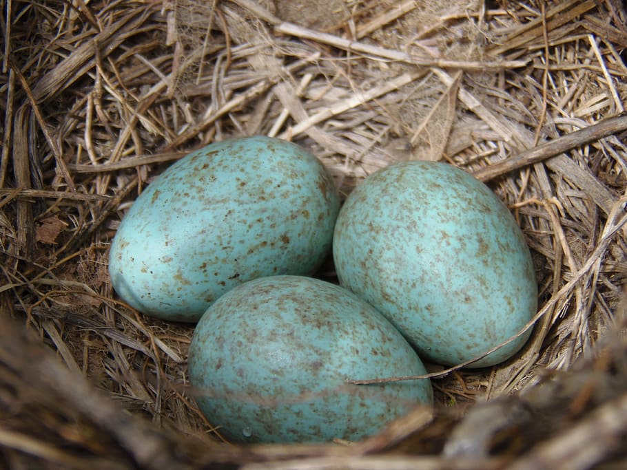 three, blue, eggs, hutch, nest, birds, egg, young, incubate