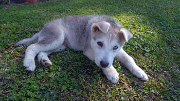 Siberian, Husky, Puppy, Dog, Animal, siberian, husky, domestic, playful, cute, young, pet