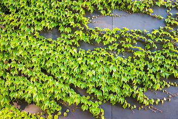 nature, plants, ivy, vines, leaves, concrete, slab