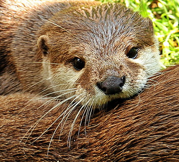 brown, animal, daytime, otter, otter-baby, otter baby, nature, wildlife photography, wild animals, animal world, cute