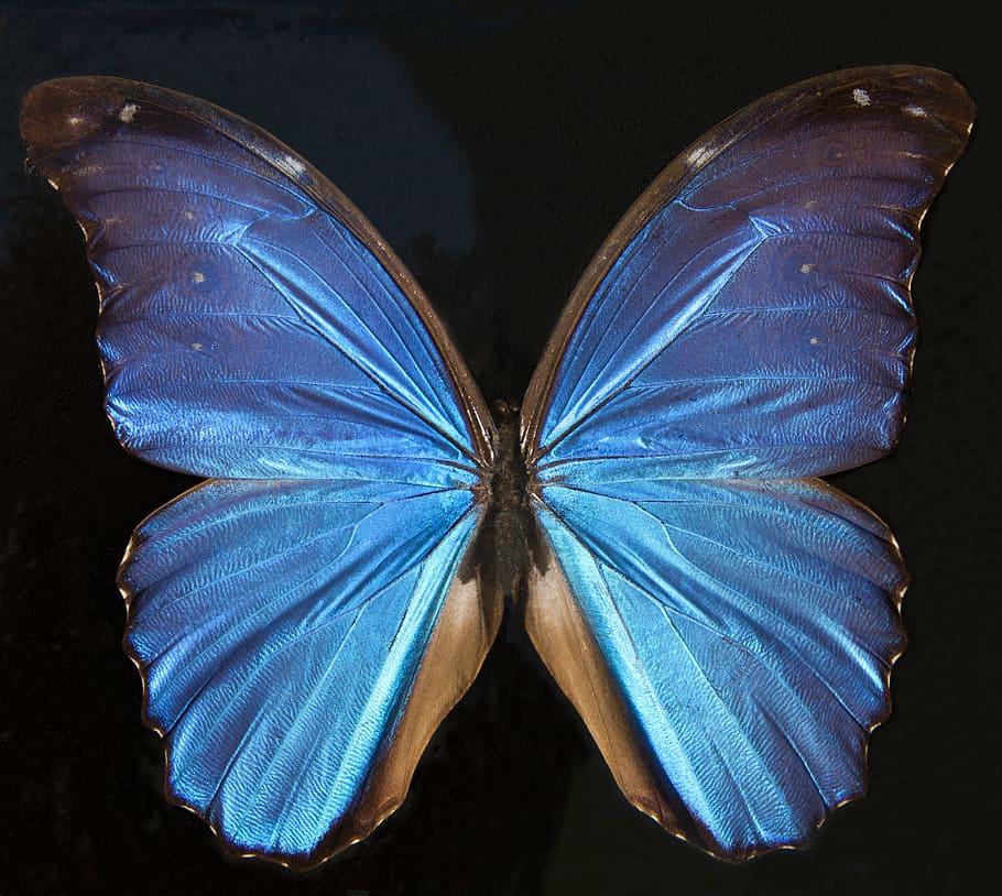 morpho butterfly, butterfly, exotic, south america, amazon, iridescent, scale, wing scales, turquoise, blue, violet
