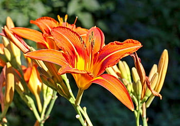 tiger day lilies, flowers, blooming, blossoms, plants, garden, spring, colorful, outdoors, nature, floral