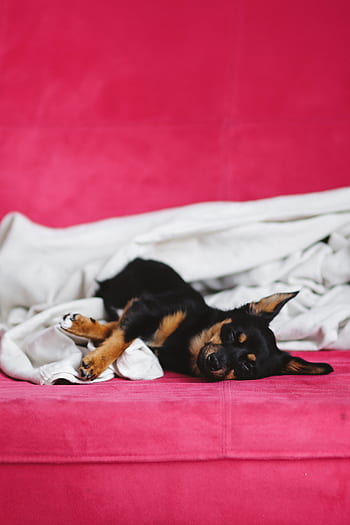 anjing, hewan peliharaan, hewan, imut, anak anjing, tidur, sedang tidur, menggemaskan, anjing kecil, tempat tidur merah muda, tempat tidur