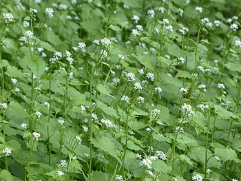 hvidløg sennep, blomstre, flor, hvid, hvidløg urt, knoblauch hederich, cruciferous plante, køkken urt, lægeplante, vilde blomster, vilde plante