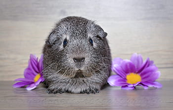 černý křeček, morče, mladé zvíře, hladké vlasy, černé a bílé agouti, stříbrný, agouti, domácí zvíře, zvíře, roztomilý, hlodavec