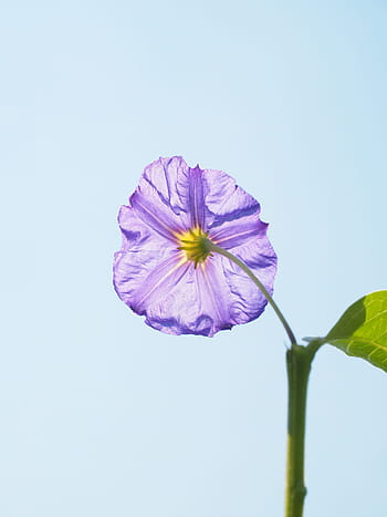 květ, fialový, keř, nachový, modrá fialová, lycianthes rantonnetii, solanum rantonnetii, lycianthes, nachtschattengewächs, solanaceae, okrasné rostliny