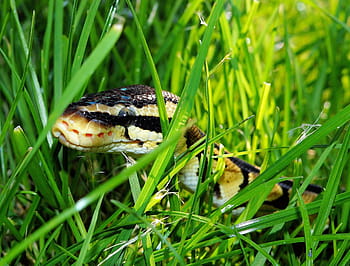 nero, Marrone, serpente, verde, erba, pitone palla, giardino, camuffare, foraggiamento, python regius, bellezza