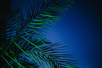 pohon-pohon palem yang diterangi, Illuminated, pohon-pohon palem, abstrak, hijau, alam, daun, iluminasi, malam, warna, tropis
