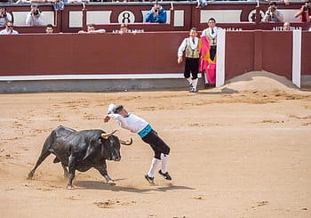 Trimmers, Torero, Bullfighters, Sales, madrid, bulls, spain, plaza, ring, matador, bull riding