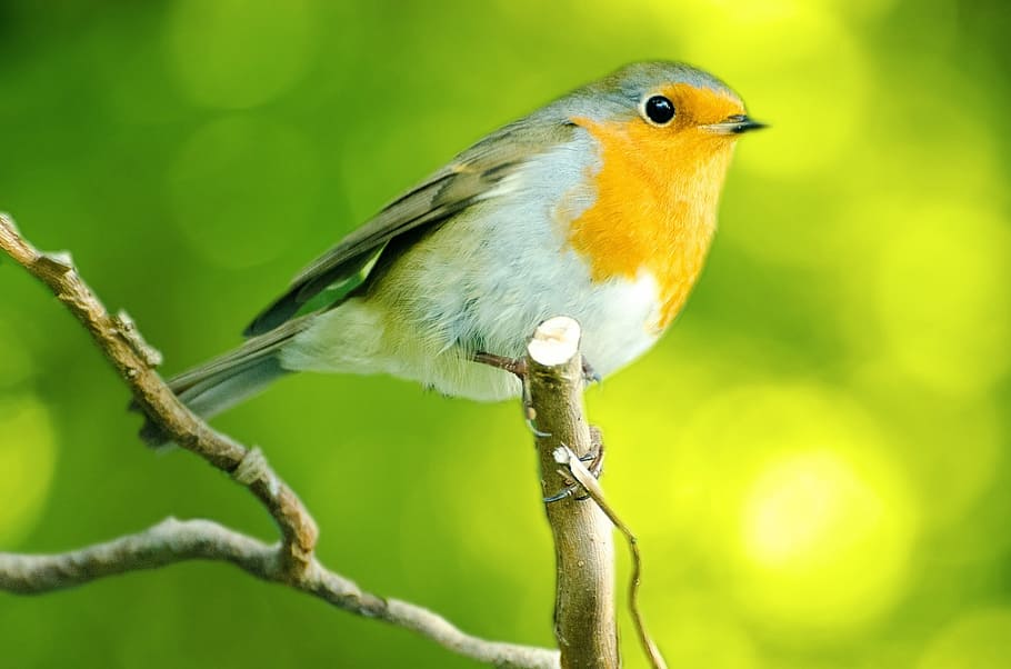 shallow, focus photography, european robin bird, perched, branch, bird, aviator, robin, happy, animals, nature