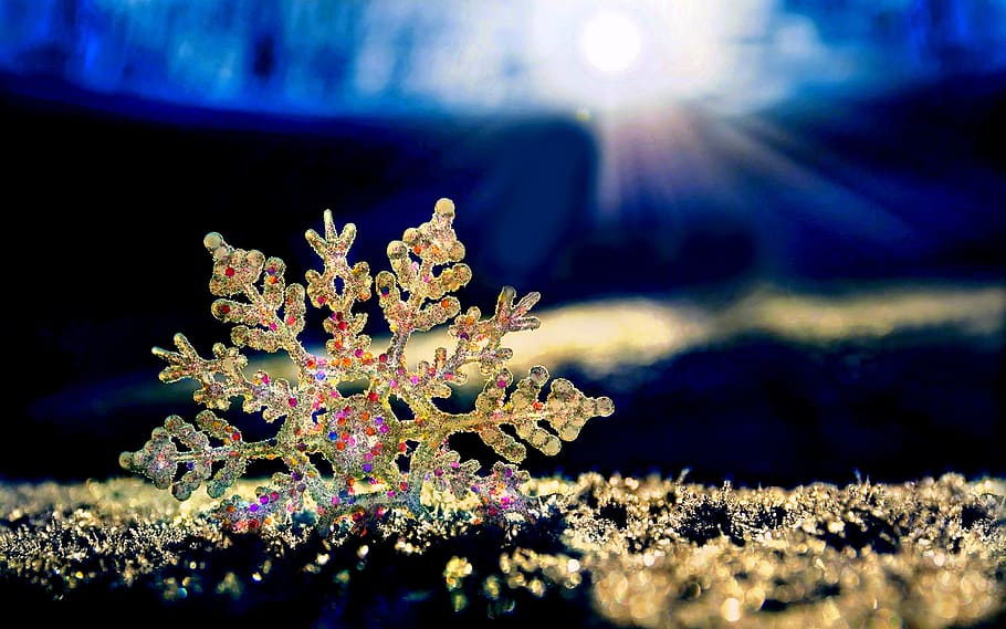 Sun, Ice, Frost, Cold, Winter, cold, winter, star, back light, modified, frozen, nature