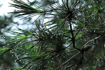 zelená, listoval, strom, ranní rosy, borovice, Příroda, přírodní, Korea, korejština, tradice, tradiční