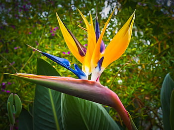 selective, focus photography, birds, paradise flower, bird of paradise flower, caudata, flower, blossom, bloom, caudata greenhouse, king caudata