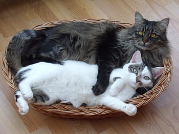 svart, grå, maine coon cat, kort pels, hvit, liggende, brun, kurvkurv, katt, maine coon, langhåret katt