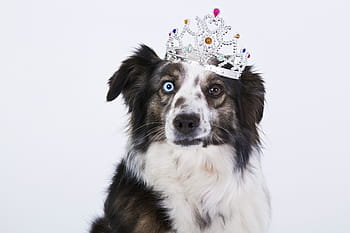 adult, black, white, australian shepherd, dog, crown, funny, landscape format, eyes, view, merle
