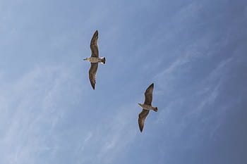 nízký, úhel fotografie, racky, létající, nebe, úhel, fotografie, dva, bílý, ptáků, modrý