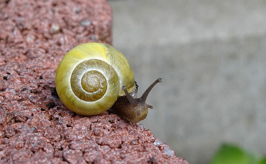 snail, shellfish, garden snail, view, housing, mollusk, gastropoda, bauchfüsser, crawl, slimy, land snail