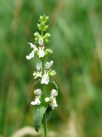 똑바로, 베토니, 연선 정맥, 꽃, 직립 베모니, 화이트, 꽃차례, stachys 히스, stachys mountain, 스테이 시스, 꿀풀 과과