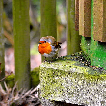 robin, sångfågel, stänga, trädgård, sångfåglar, natur, trädgård fågel, små, djurvärlden, djur-, liten fågel