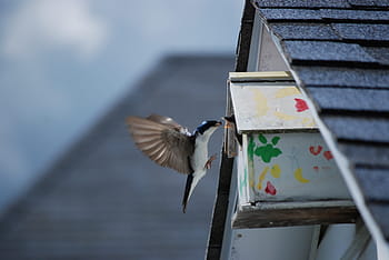 Novelty, Bird, Nature, Pen, Animal, animals, beak, nest, house, swallow, built structure