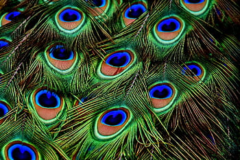 macro photograph, peacock feathers, plumage, iridescent, animal, peacock, pride, colorful, peacock wheel, nature, color
